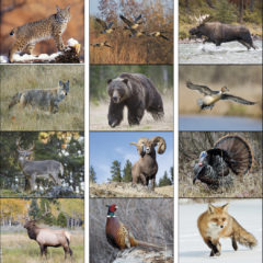 Wildlife Portraits Spiral Bound Wall Calendar - Print