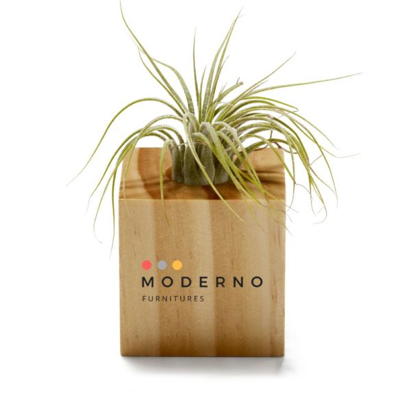 Air Plant Custom Logo in wooden planter Corporate Swag Gift