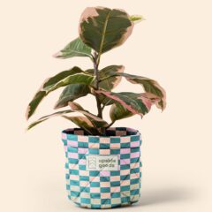 Mary Jane Plant Cover – Puff Puff - 5612-PP_media-22 copy