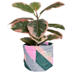 Mary Jane Plant Cover – Puff Puff - marydia