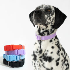 Springer Large Dog Collar
