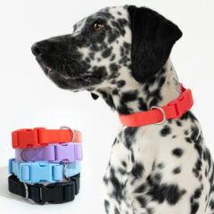 Springer Medium Dog Collar