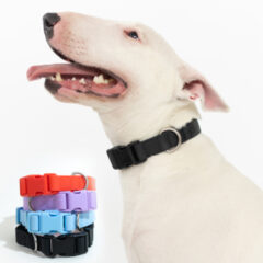 Springer Extra Large Dog Collar